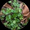 stellaria